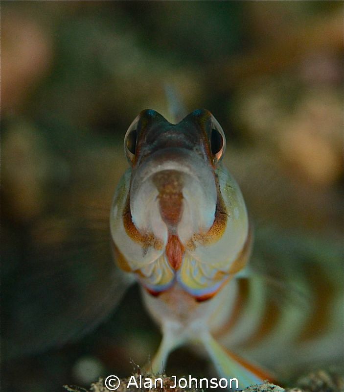 closest i ever got to one of theses fellas.! by Alan Johnson 