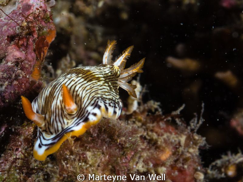 Chromodoris burni taken at dive site Bethleham with Sigma... by Marteyne Van Well 