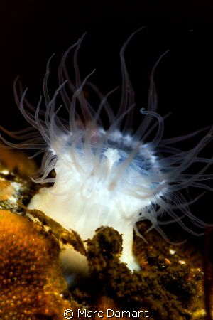 All a Glow! This tiny anenome was less than 1cm sq and wh... by Marc Damant 