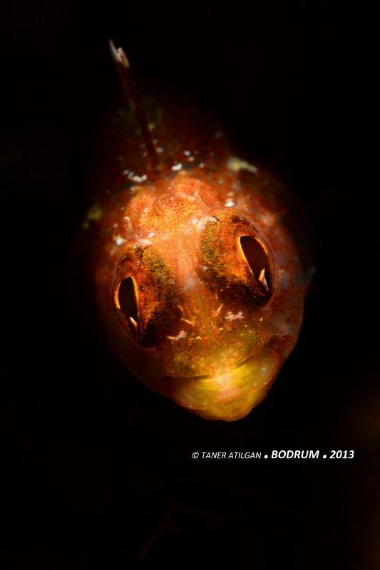 Another blenny from Bodrum/Turkey (no PS) by Taner Atilgan 