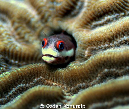 canon 400D canon 100mm macro lens, ikelite housing. by Ozden Konuralp 