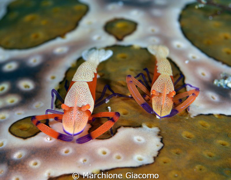 Periclimens imperator , twin
Nikon d800E, Nikon 105 micr... by Marchione Giacomo 