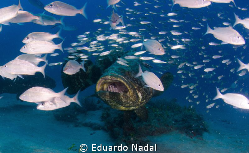 Goliath Grouper by Eduardo Nadal 