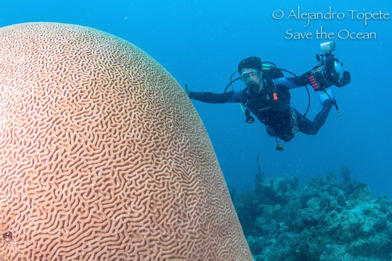 Huge Brain and Photographer, Chinchorro Mexico by Alejandro Topete 