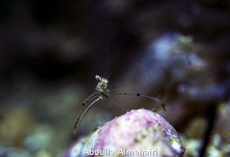 Macro by Abdulla Almehairi 