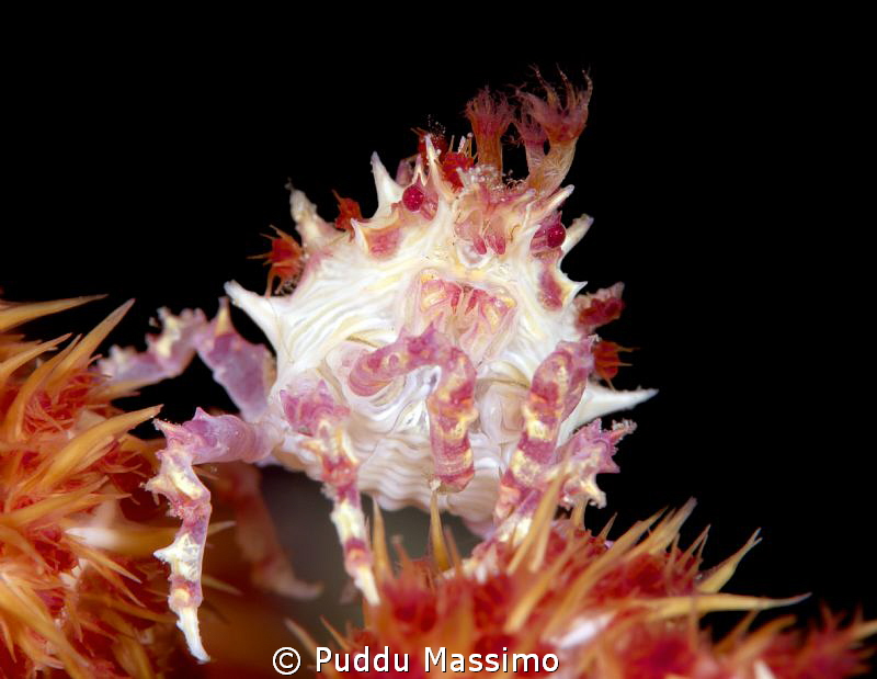 nikon D800e 105 micro,Gangga island by Puddu Massimo 