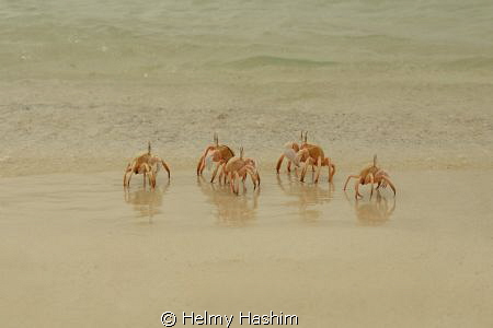 Red Sea , Egypt by Helmy Hashim 