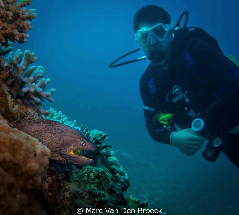yellow mouth murene by Marc Van Den Broeck 