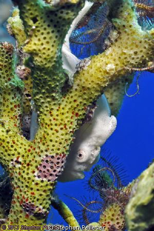 Antennarius commersoni juvenile Taba, Egypt by Stephan Pelletier 