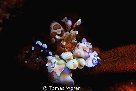 Harlequin Shrimp shot at Melasti Tulamben. by Tomas Woren 