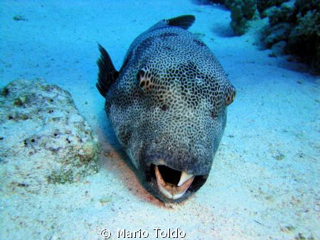 Somebody HELP ME!!! I need a dentist by Mario Toldo 