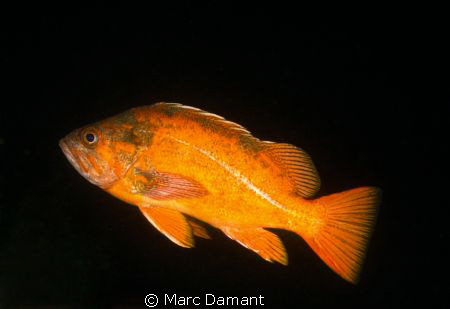 Vermillion Rockfish! by Marc Damant 