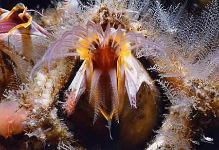 Giant Barnacle
This image was taken at Tatoosh island in... by Cal Romaneschi 