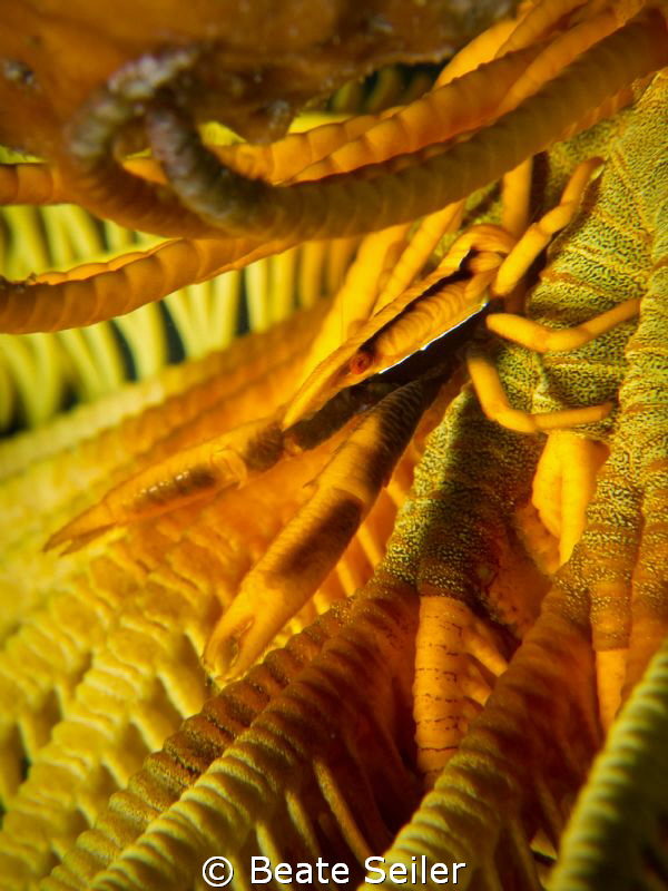 Yellow crinoid by Beate Seiler 