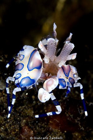 Harlequin Shrimp by Giancarlo Zambelli 
