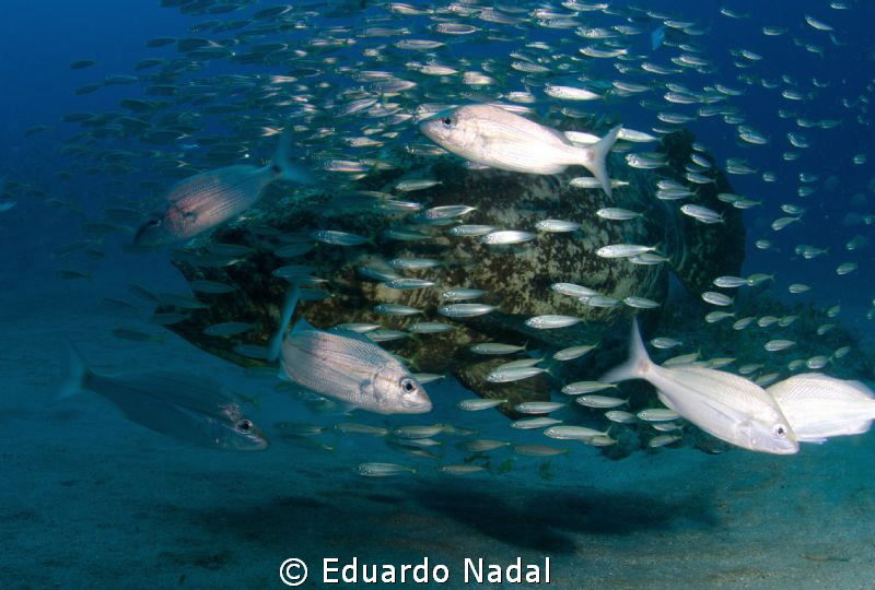 goliath grouper by Eduardo Nadal 