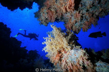 Red sea, egypt by Helmy Hashim 