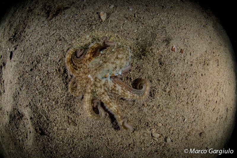Octopus by Marco Gargiulo 