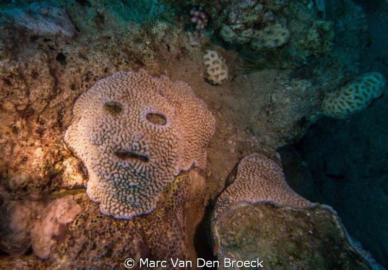 made by nature by Marc Van Den Broeck 