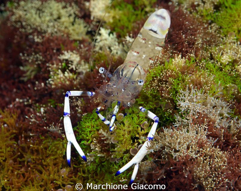 Small shrimp
Nikon D800E, 105 micro Nikon, twin strobo
... by Marchione Giacomo 