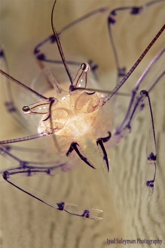 Different vision of Bubble coral shrimp by Iyad Suleyman 