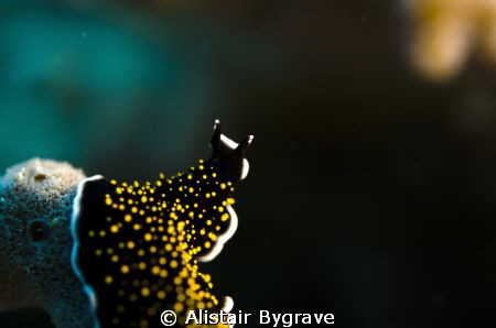 Acanthazoon sp. flatworm by Alistair Bygrave 