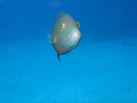 You lookin at me buddy?
Again, Dahab, Cannon A510 by John Mcguigan 