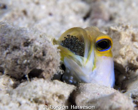This little guy was so cooperative. Normally they are ver... by Gordon Harveson 