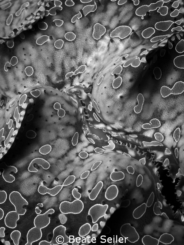 Tridacna maxima b/w by Beate Seiler 
