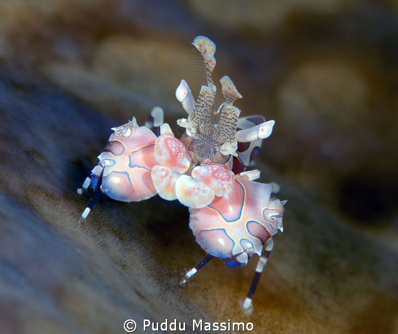 Harlequin,nikon D800 e ,105 micro,Gangga island by Puddu Massimo 