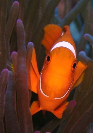 Clownie-Great Barrier Reef c5060 Light and Motion Housing... by Joshua Miles 