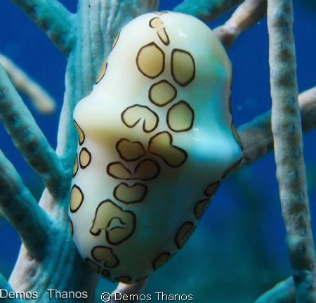 Flamingo Tongue by Demos Thanos 