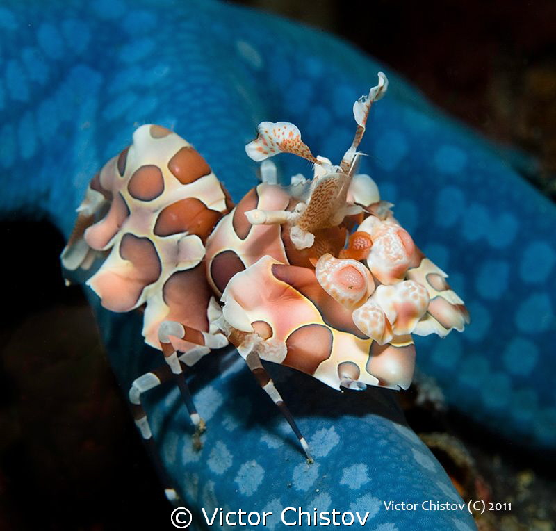 I have a holiday by Victor Chistov 
