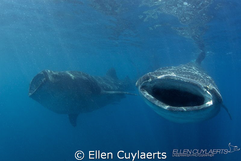 So happy together (me &you & you & me)

During the year... by Ellen Cuylaerts 