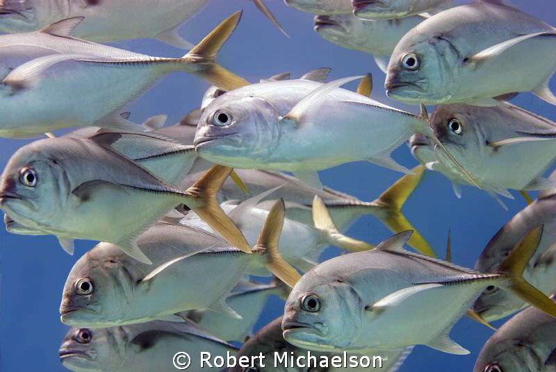 Horse-eye Jacks at Capt Don's House reef, Bonaire. by Robert Michaelson 