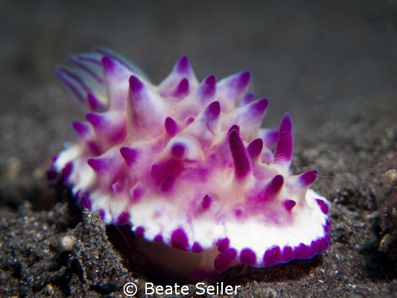 Nudi in pink by Beate Seiler 