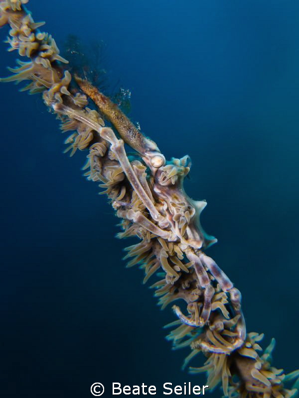 Xenon crab by Beate Seiler 