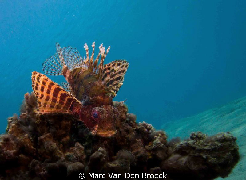 ? by Marc Van Den Broeck 