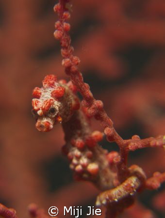 pigmy seahorse by Miji Jie 