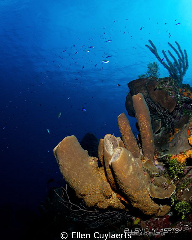 Classic wide angle shot of the healthy sponge growth at t... by Ellen Cuylaerts 