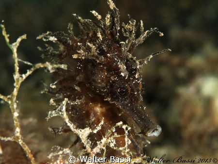 Hippocampus guttulatus by Walter Bassi 