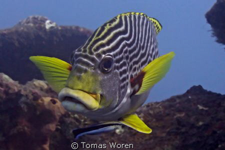 Diagonal Banded Sweetlip up close by Tomas Woren 