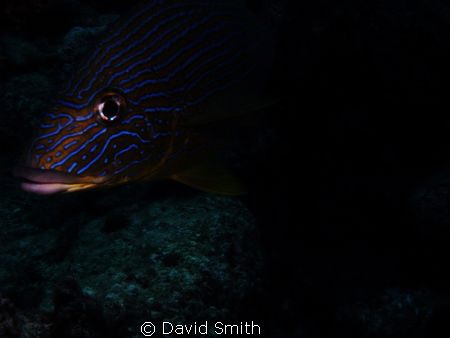 who dat ?? by David Smith 
