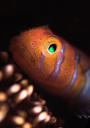 Green eyes. Small gobie in the Sea of Cortez. D2x 105mm2xTc by Rand Mcmeins 