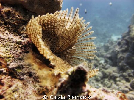Feather duster worm Sabellastarte Indica by Cinzia Bismarck 