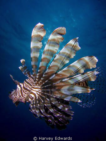 Oct8, 2013 Laamu Atoll lagoon 4:30pm depth: 6m. A young l... by Harvey Edwards 