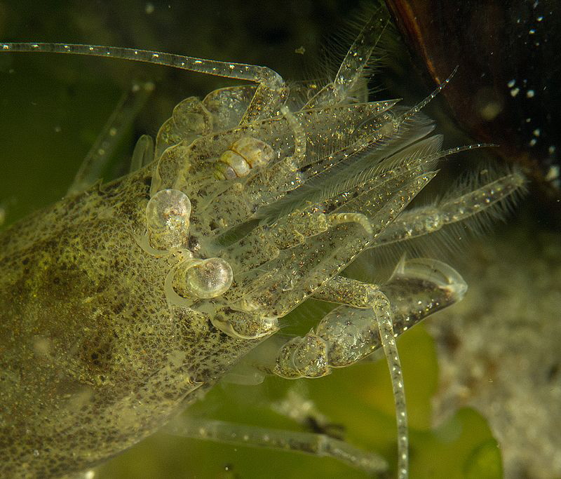 Brown Shrimp
Crangon crangon by Chris Krambeck 