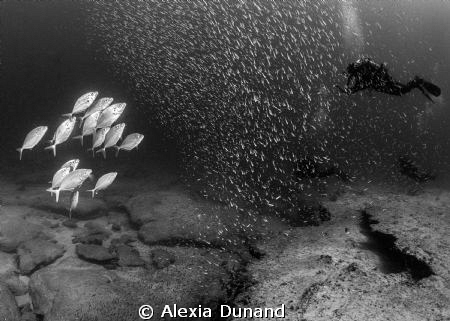 preys and predators by Alexia Dunand 