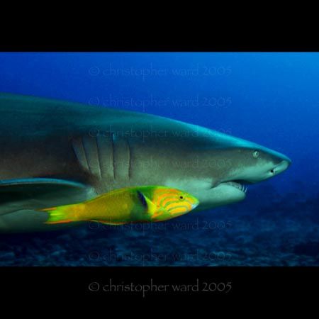Moorea, French Polynesia. Wrasse and Lemon Shark skating ... by Christopher Ward 
