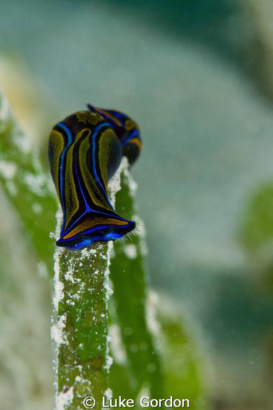 Chelidonura hirundinina by Luke Gordon 